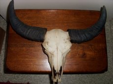 schedel met zwarte hoorns